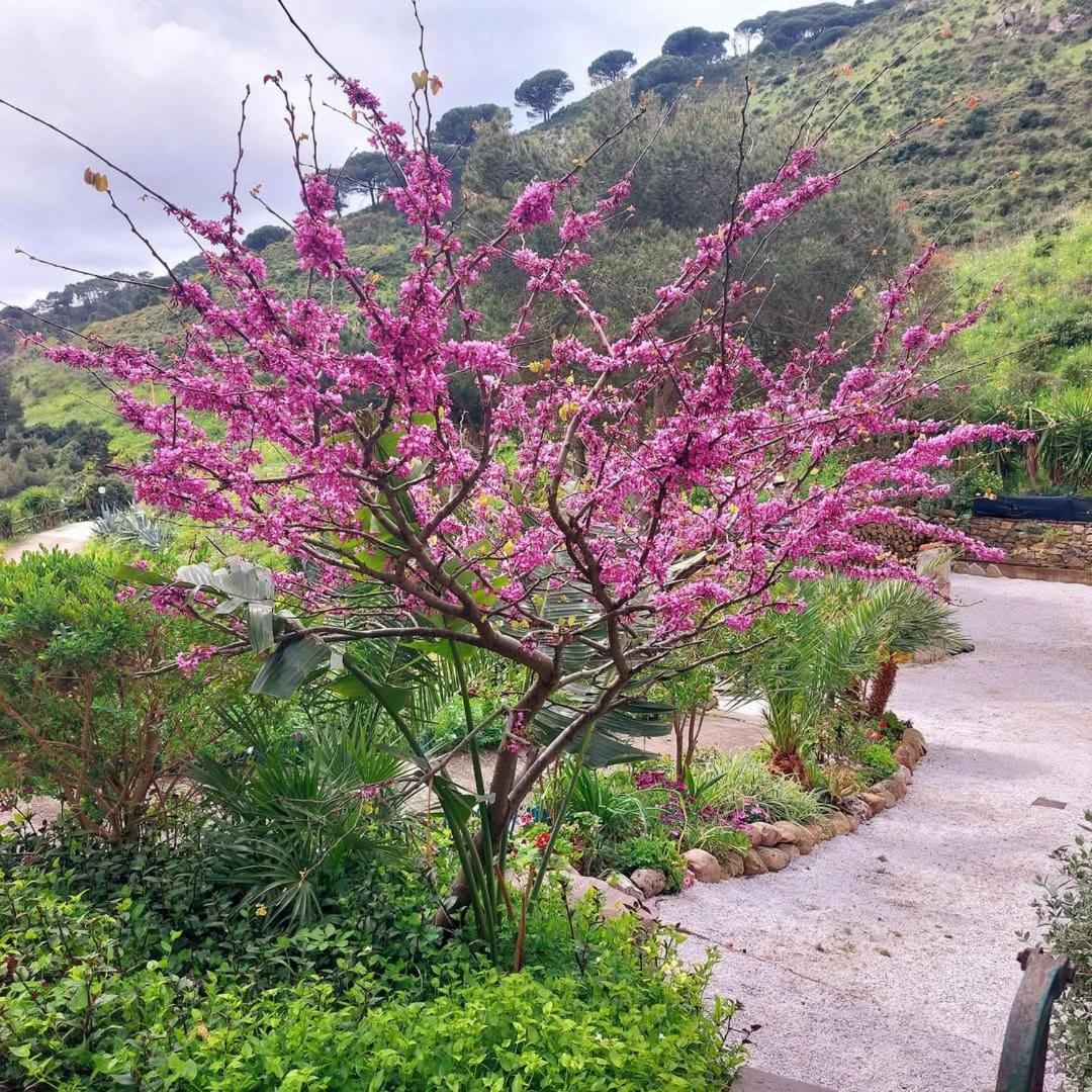 Villetta Blu Rio nell'Elba Ngoại thất bức ảnh